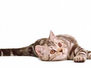 cat, domestic feline, playful pet, tabby kitten, Cat PNG