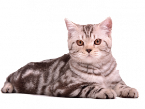 silver tabby cat, domestic feline, pet photography, animal portrait, Cat PNG