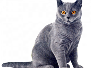 gray cat, orange eyes, sitting feline, domestic cat, Cat PNG