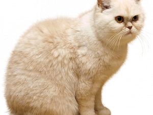 Persian cat, fluffy feline, domestic pet, cute kitty, Cat PNG