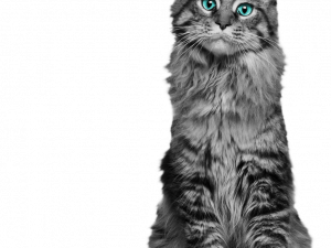 Maine Coon cat, fluffy gray feline, striking blue eyes, domestic pet, Cat PNG