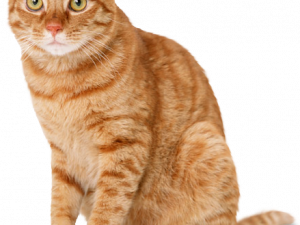 orange cat, domestic feline, tabby cat, pet animal, Cat PNG