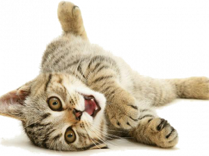 playful kitten, adorable cat, domestic feline, cute pet, Cat PNG