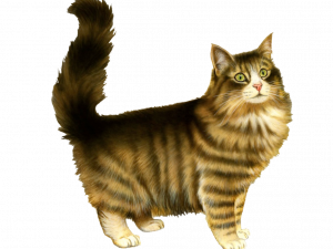 domestic cat, feline, tabby, pet animal, Cat PNG