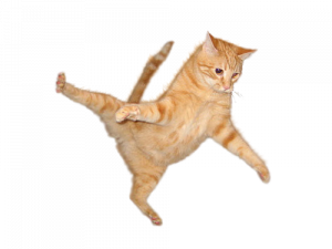 orange cat, playful feline, acrobatic pet, jumping kitty, Cat PNG