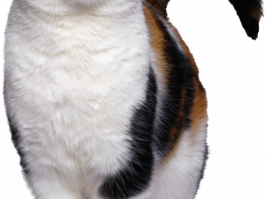 calico cat, domestic feline, pet photography, animal portrait, Cat PNG