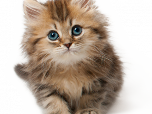 fluffy kitten, adorable cat, cute feline, pet photography, Cat PNG