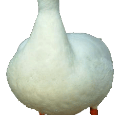 Duck PNG 3