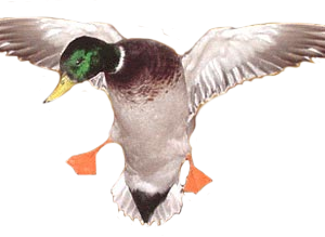 Duck PNG 7