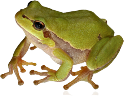 Frog PNG 9