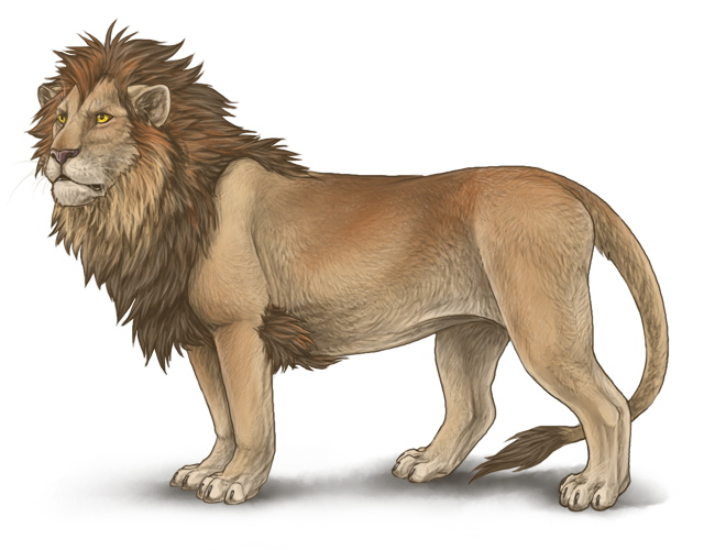 lion, wild animal, big cat, carnivore, African wildlife, Lion PNG