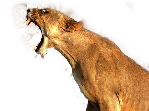 lioness roaring, wild animal, big cat, fierce predator, Lion PNG