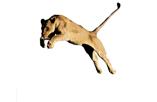 lioness jumping, wild cat action, African wildlife, natural predator behavior, Lion PNG