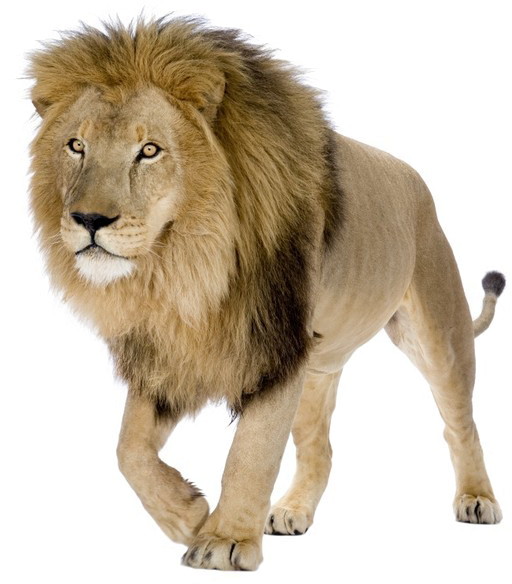 lion, big cat, wildlife, predator, majestic animal, African fauna, Lion PNG