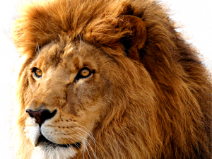 lion, wild animal, big cat, majestic creature, Lion PNG