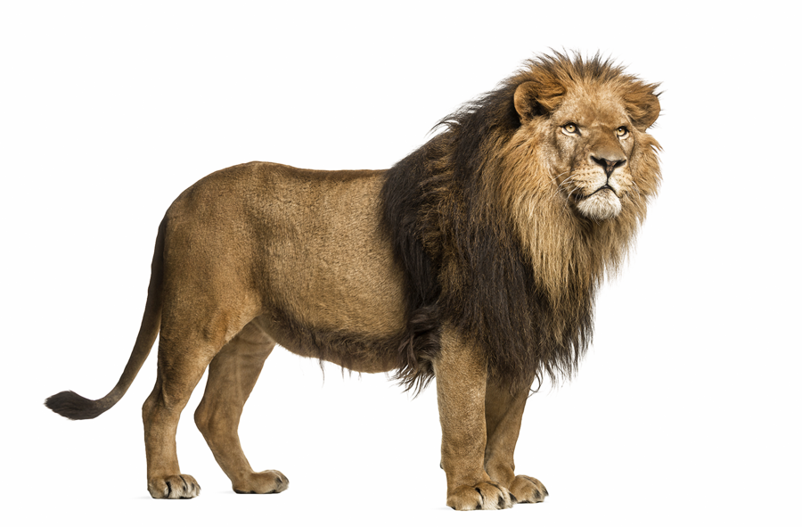 lion, big cat, wildlife png, majestic animal, Lion PNG