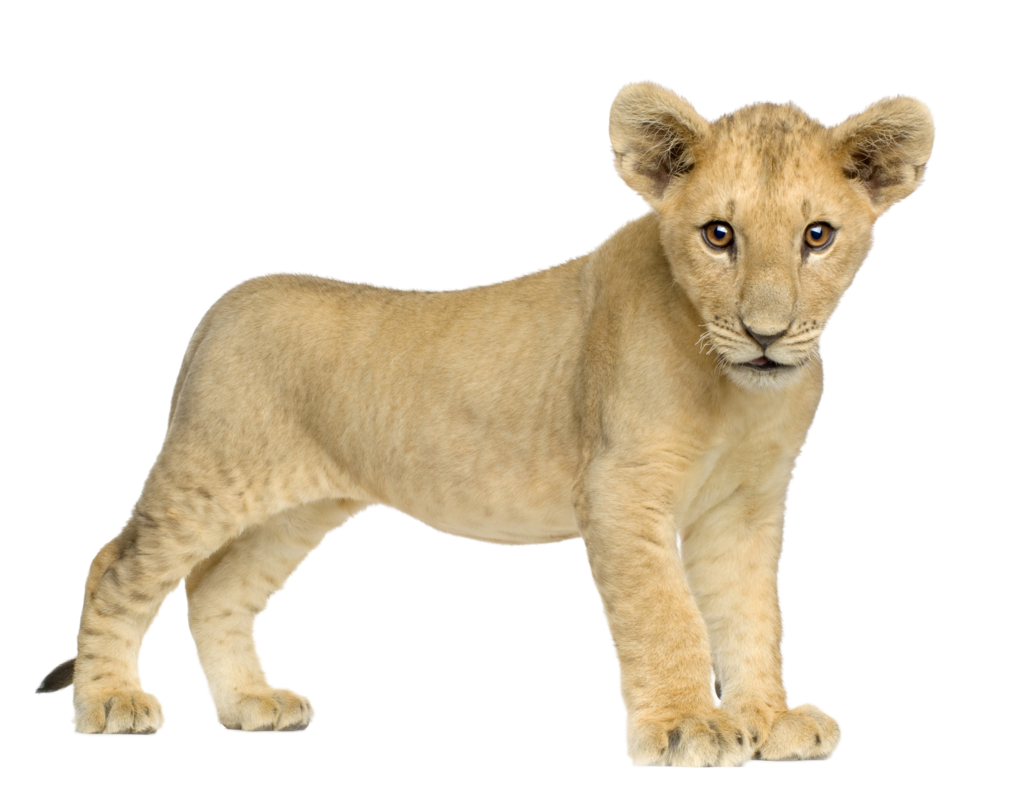 lion cub, wildlife photography, animal portrait, young lion, Lion PNG