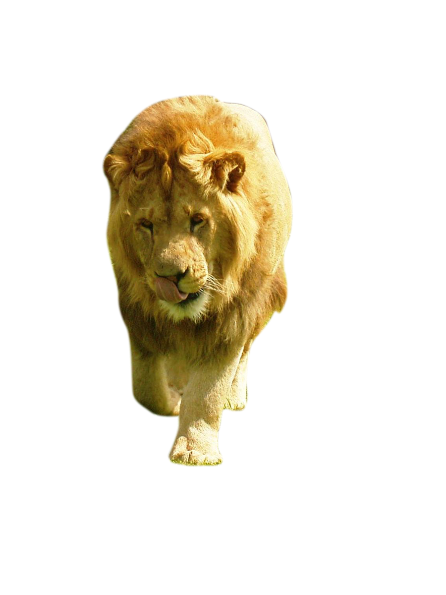 lion, wild animal, big cat, majestic predator, Lion PNG