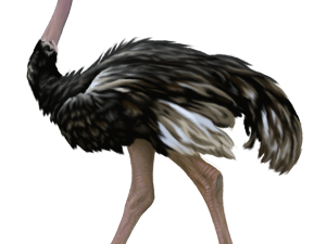 Ostrich Free PNG Image