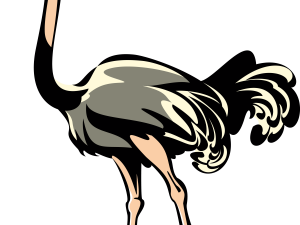 Ostrich PNG Clipart