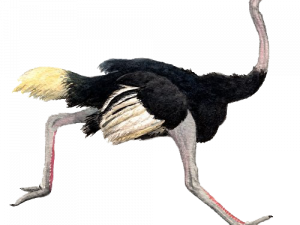 Ostrich PNG Pic