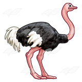 Ostrich