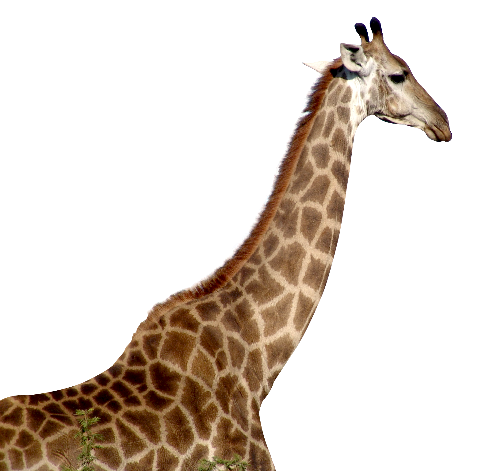 Giraffe Download PNG