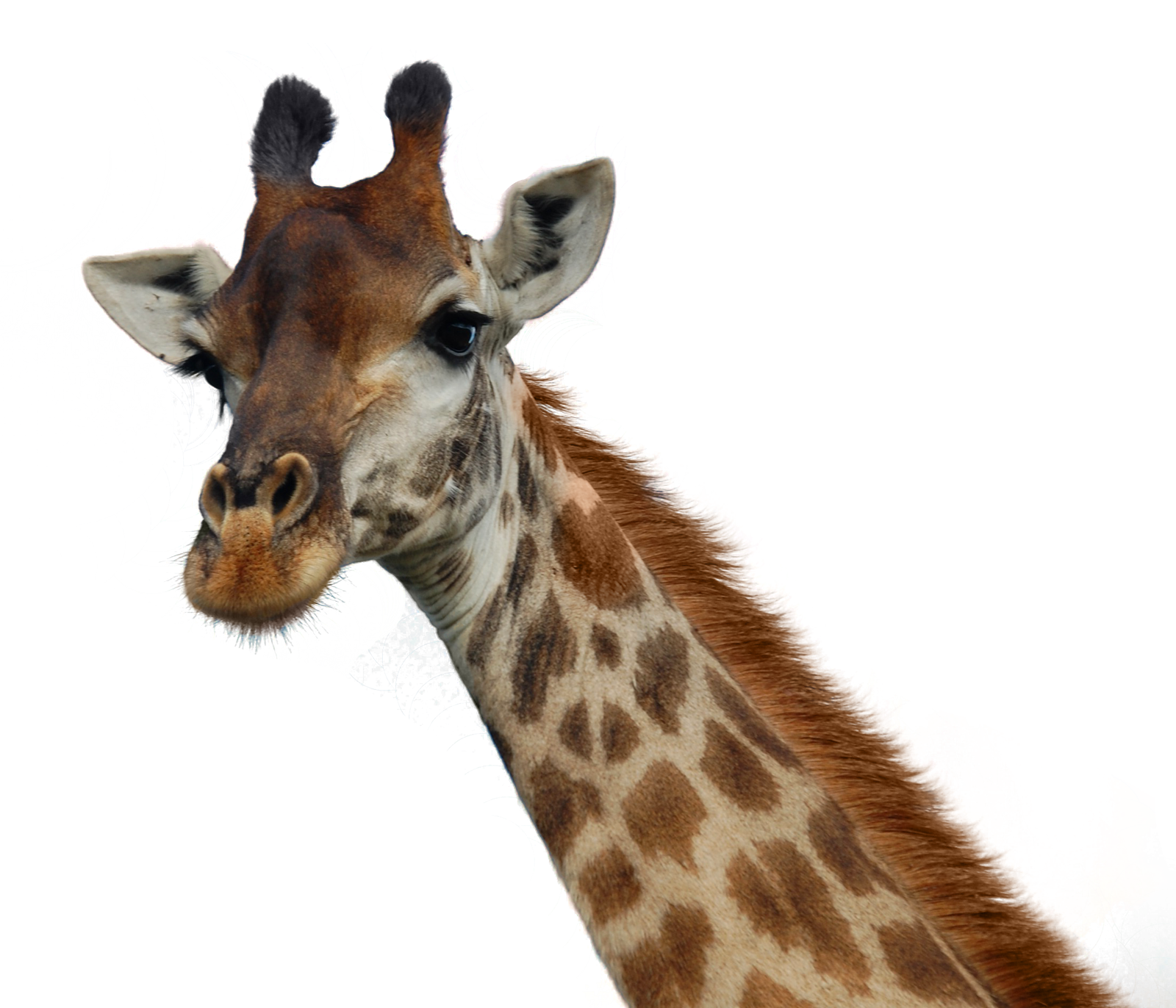 Giraffe PNG Pic