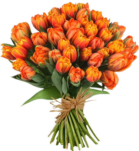 orange tulips bouquet, vibrant floral arrangement, spring flowers, gift for occasions, Flower Bouquet PNG