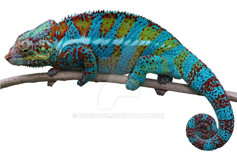 Chameleon PNG File