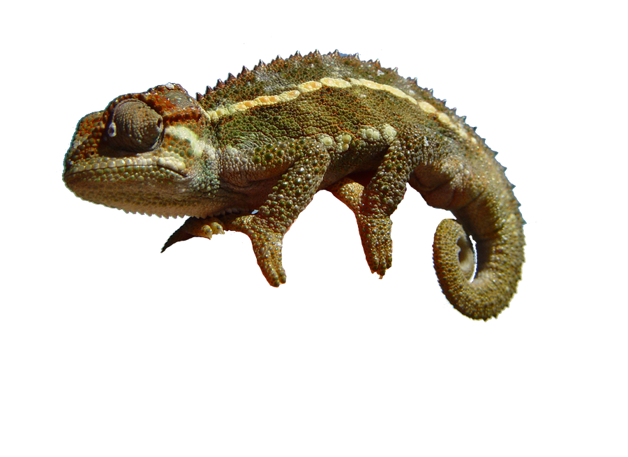 Chameleon PNG Pic