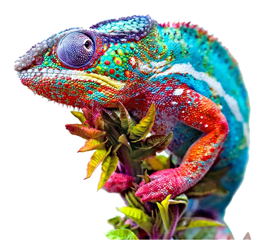 Colorful Chameleon