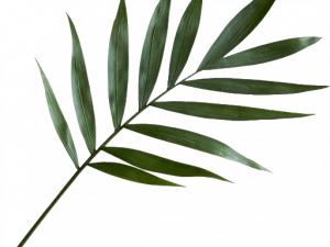 palm leaf, tropical foliage, green plant, botanical element, Leaf PNG