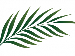 palm leaf, tropical foliage, green plant, botanical illustration, Leaf PNG