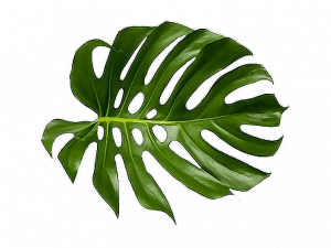 monstera leaf, tropical foliage, houseplant decoration, green plant, Leaf PNG