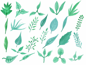 green leaves, botanical illustration, nature design, foliage pattern, Leaf PNG