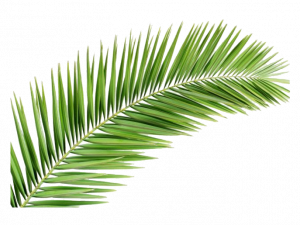 palm frond, tropical foliage, green leaf, botanical element, Leaf PNG