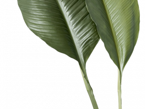 tropical leaves, green foliage, botanical decor, plant elements, Leaf PNG