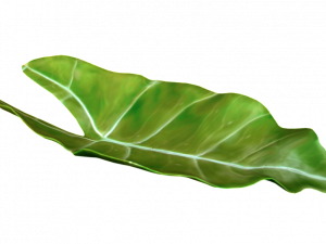 green leaf, botanical element, nature texture, foliage detail, Leaf PNG