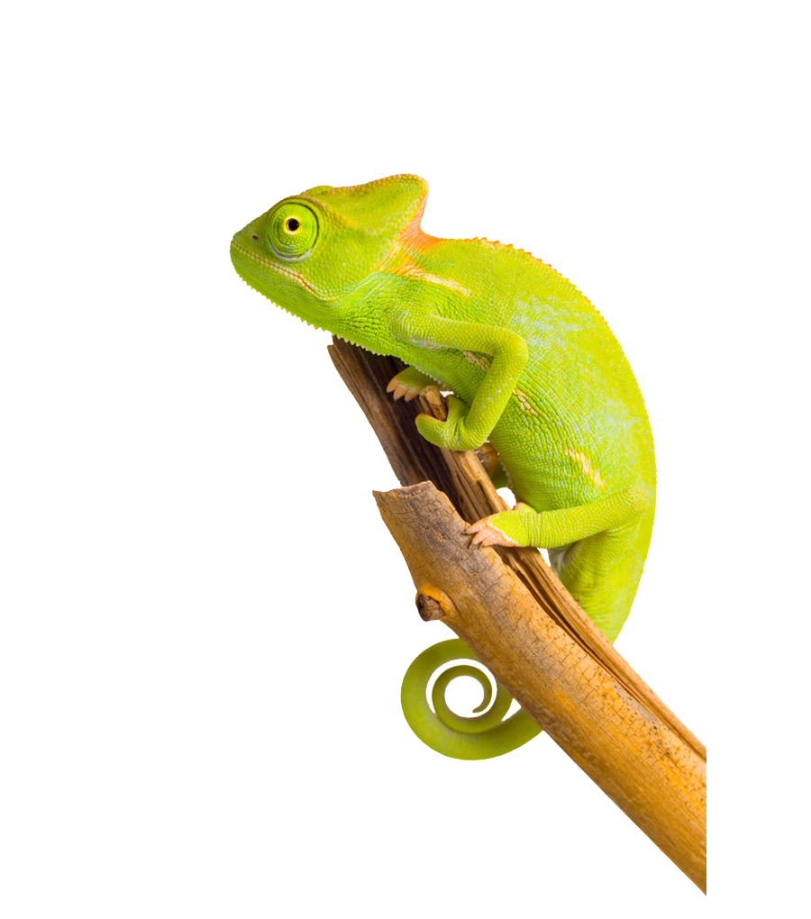 Real Chameleon PNG File