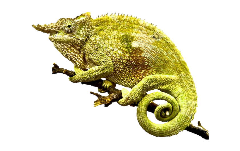 Real Chameleon