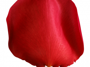 red rose petal, flower detail, botanical beauty, romantic symbol, Rose Petals PNG