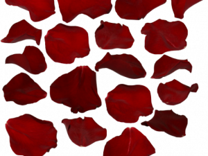 red rose petals png, floral decoration, romantic ambiance, natural beauty, Rose Petals PNG