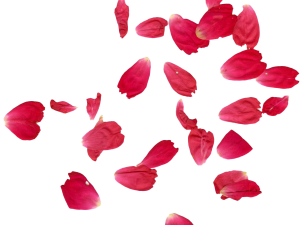 rose petals, floral decoration, romantic ambiance, natural beauty, Rose Petals PNG