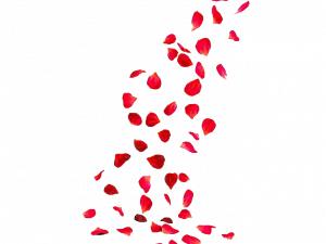 rose petals, floral decoration, romantic ambiance, wedding decor, Rose Petals PNG