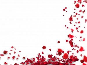 red rose petals, floral decoration, romantic background, nature elements, Rose Petals PNG