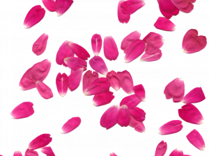 pink flower petals, floral decor, natural elements, botanical background, Rose Petals PNG