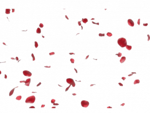 blood cells, red blood, hematology, microscopic view, Rose Petals PNG