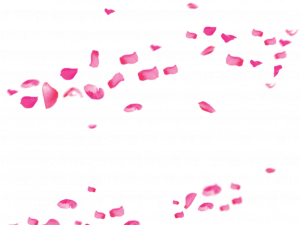 pink flower petals, floral decoration, romantic ambiance, nature elements, Rose Petals PNG