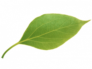 green leaf, botanical element, leaf structure, natural foliage, Leaf PNG